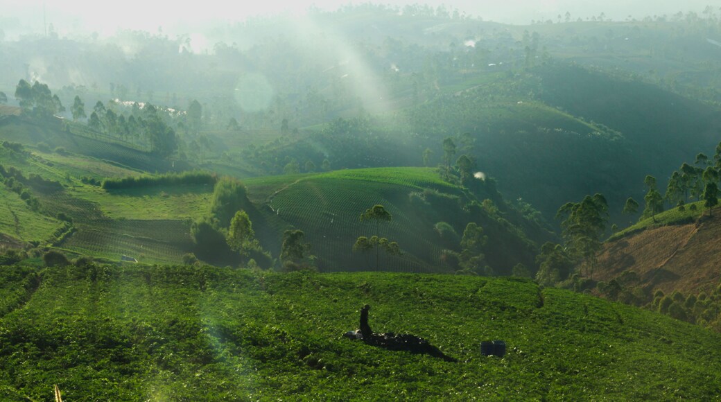 Un paisaje exuberante y verde con campos en terrazas y una persona acostada en el suelo.