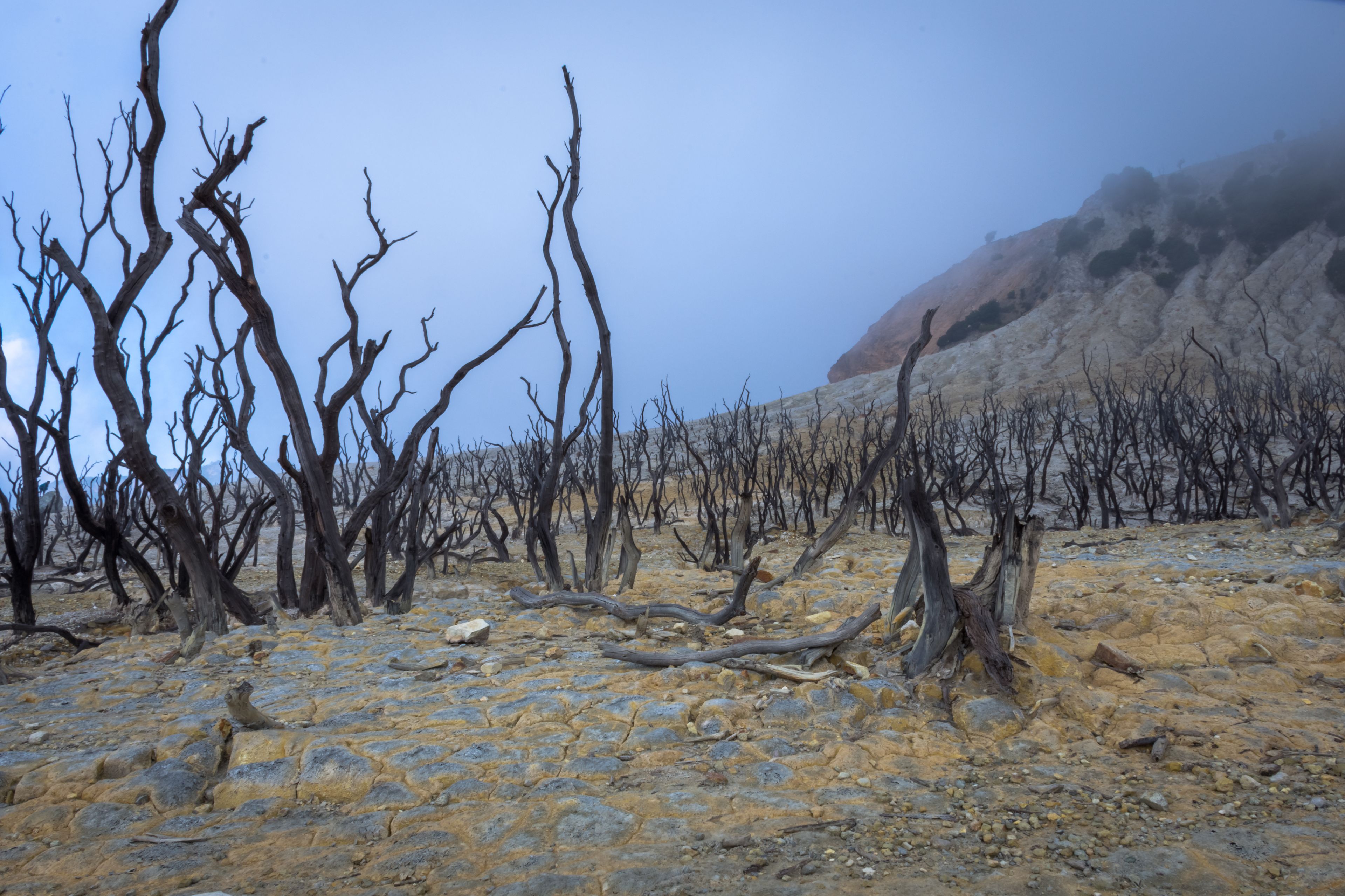 Paisaje con árboles secos y terreno rocoso.