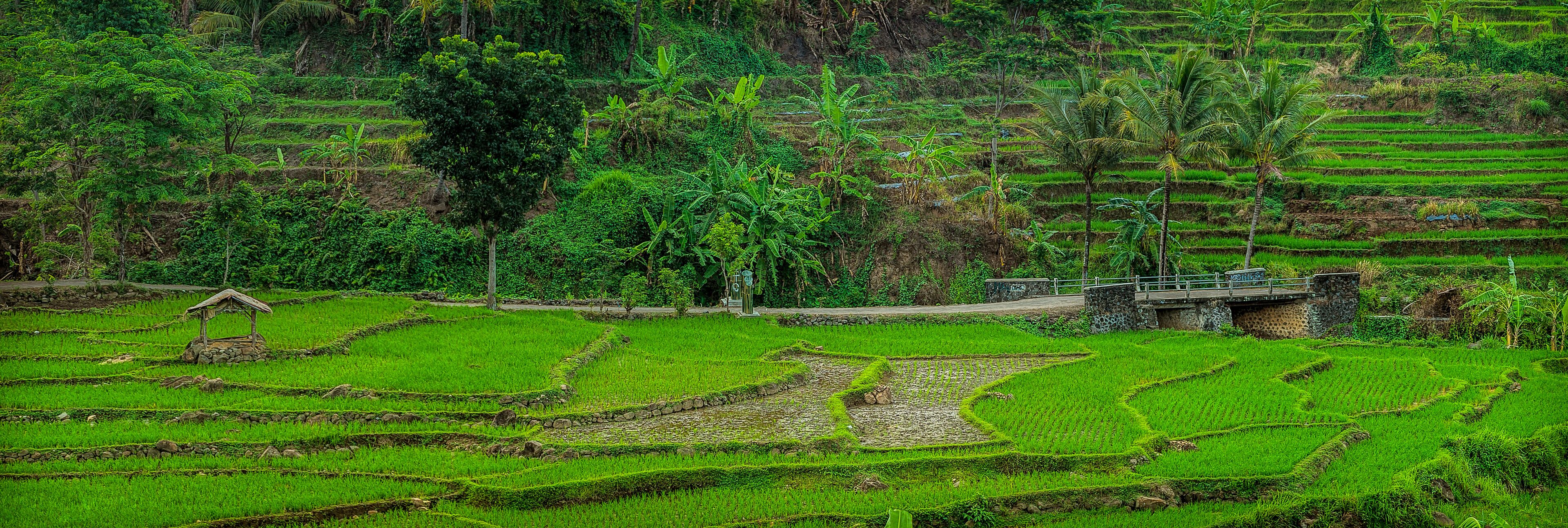 Rice field panorama Ciremai North side