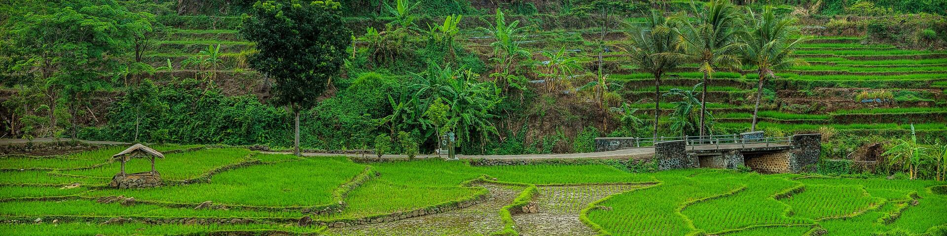 Rice field panorama Ciremai North side