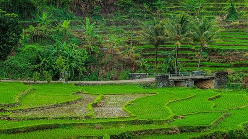 Rice field panorama Ciremai North side