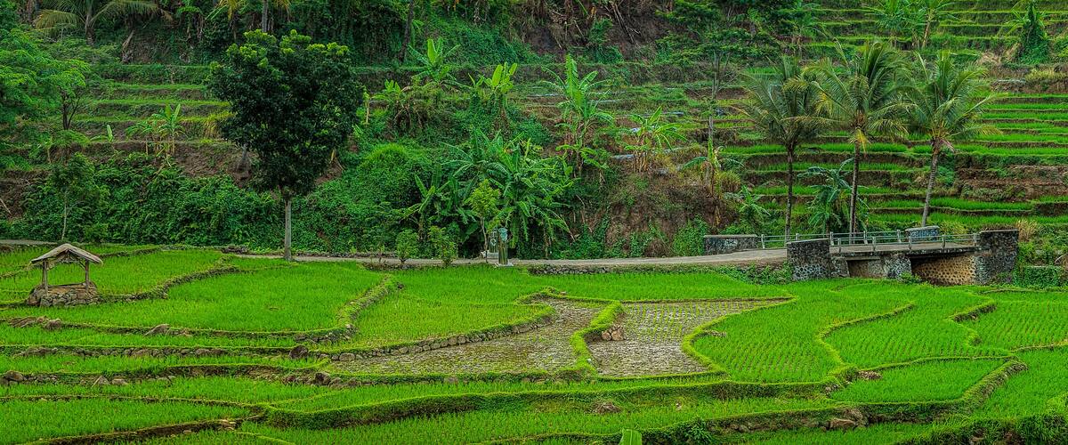 Terraced rice fields, a stone bridge, and a small wooden structure.