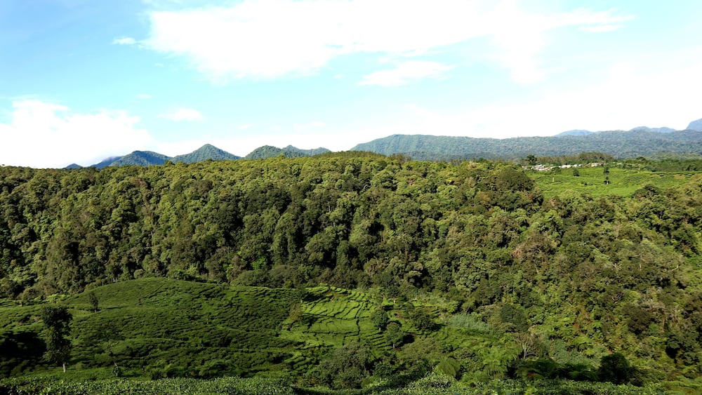 freshness of the Pagilaran Batang tea garden on a sunny morning