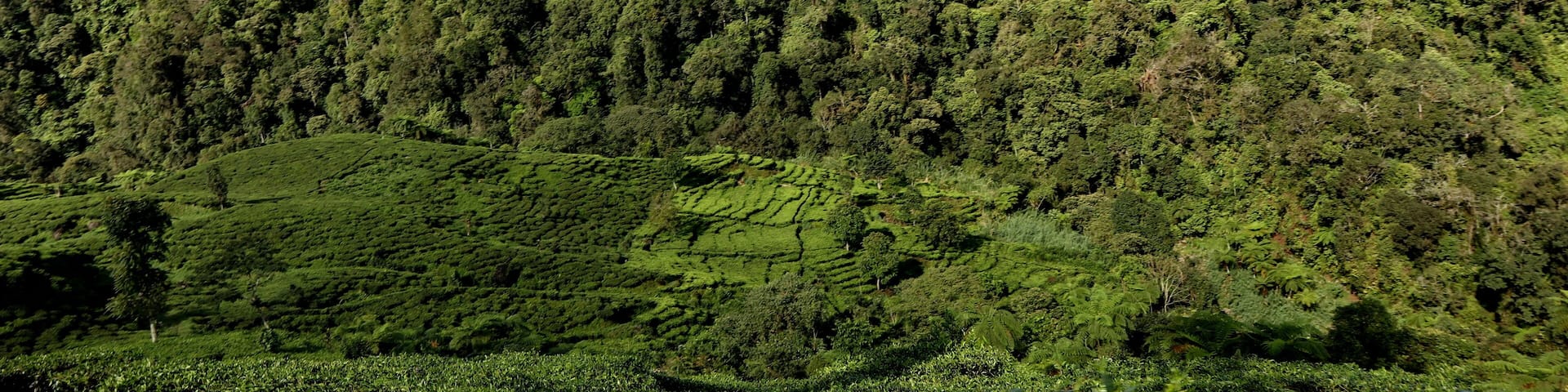 freshness of the Pagilaran Batang tea garden on a sunny morning