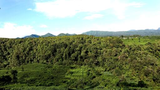 freshness of the Pagilaran Batang tea garden on a sunny morning