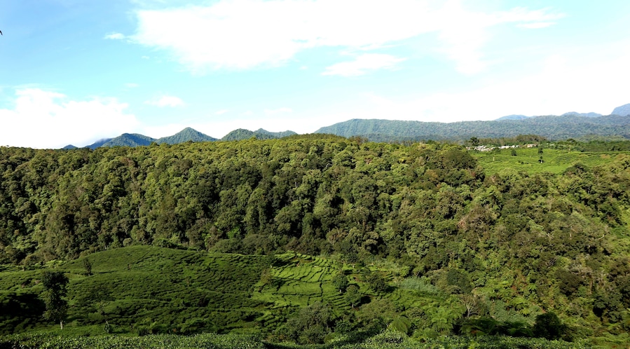 freshness of the Pagilaran Batang tea garden on a sunny morning