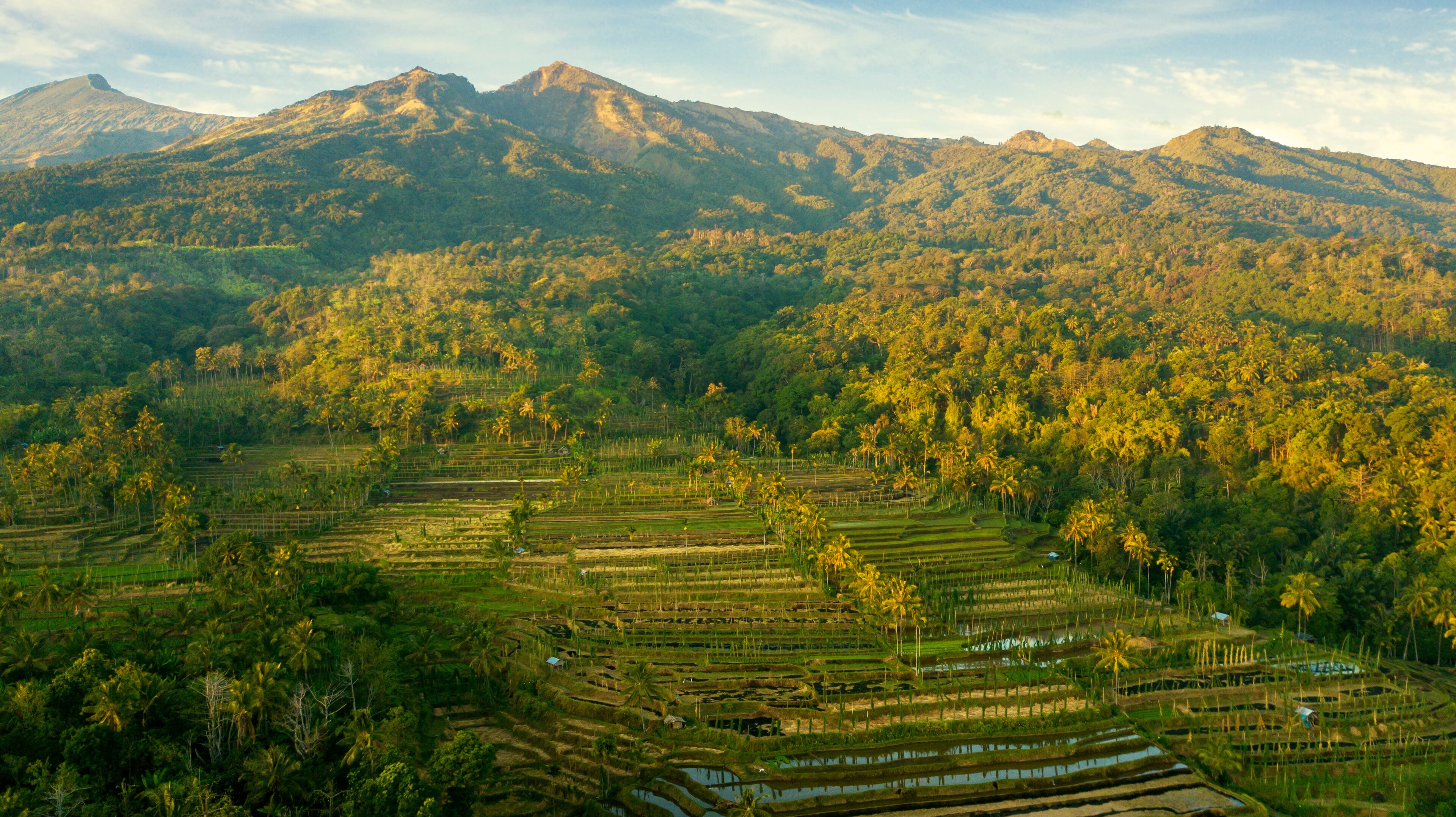 Terraced rice fields, palm trees, and mountains.