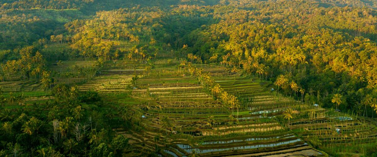 Terraced rice fields, palm trees, and mountains.