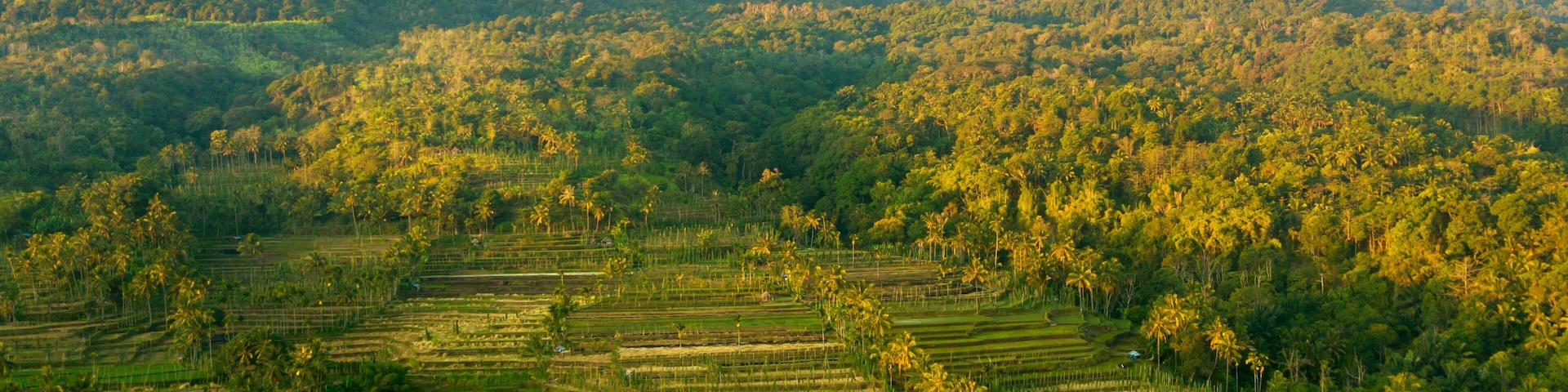 Terraced rice fields, palm trees, and mountains.