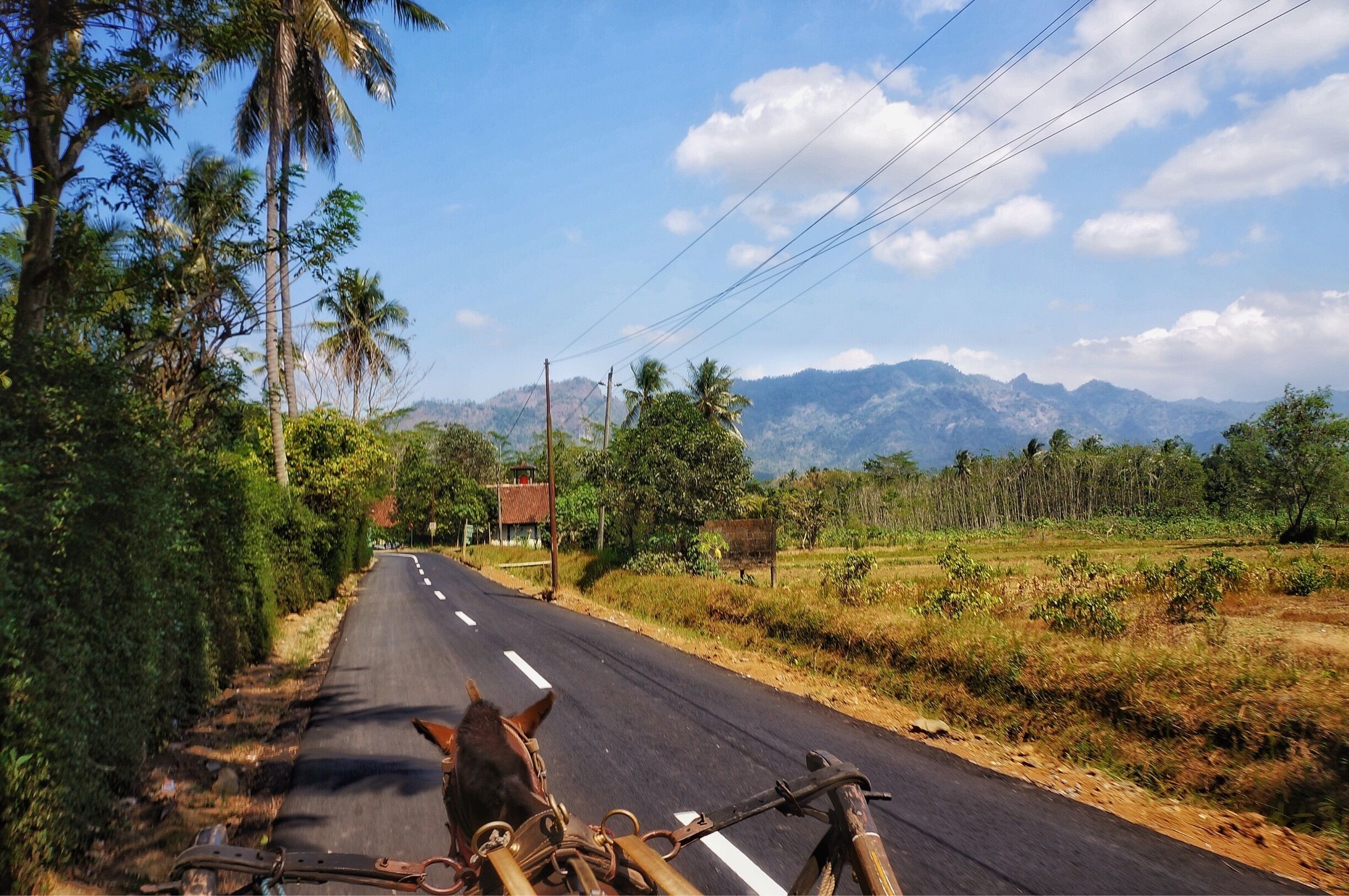 A rural road flanked by palm trees and greenery, leading towards distant mountains.