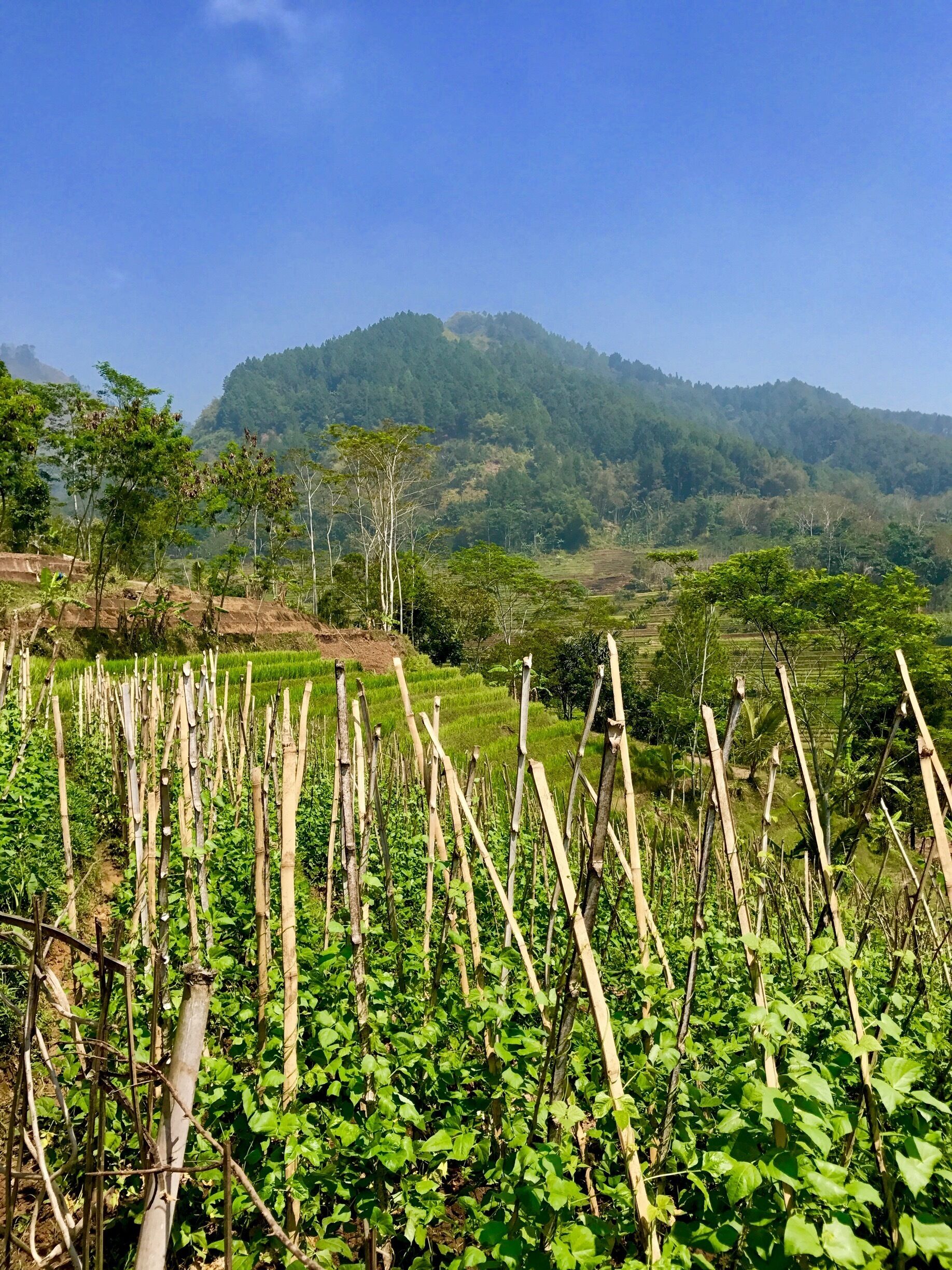 This rice growing valley was one of the highlights of our trip to Indonesia. Walker said it was one of the best days of his life!