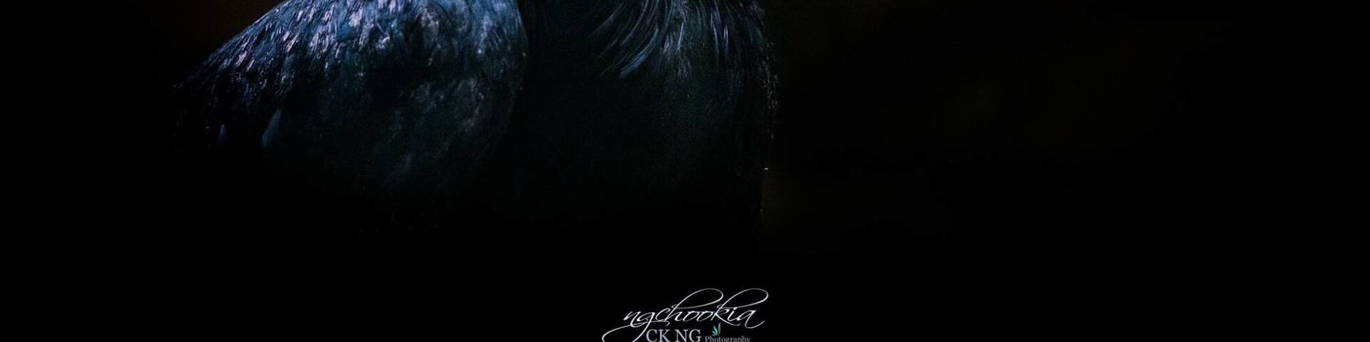 Wreathed Hornbill II Indonesia
"人生過客匆匆,相機抓住每個剎那,與我擦肩而過的人和事"