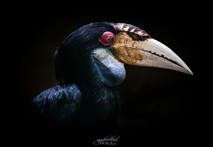 Wreathed Hornbill II Indonesia
"人生過客匆匆,相機抓住每個剎那,與我擦肩而過的人和事"