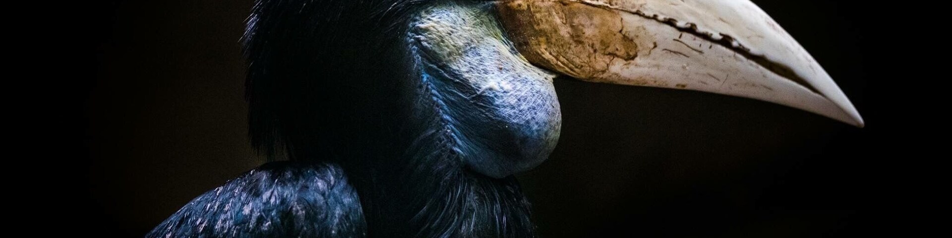 Wreathed Hornbill II Indonesia
"人生過客匆匆,相機抓住每個剎那,與我擦肩而過的人和事"