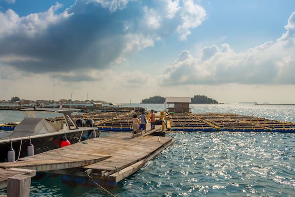 Une jetée où sont amarrés des bateaux, une plateforme en bois et une île lointaine.