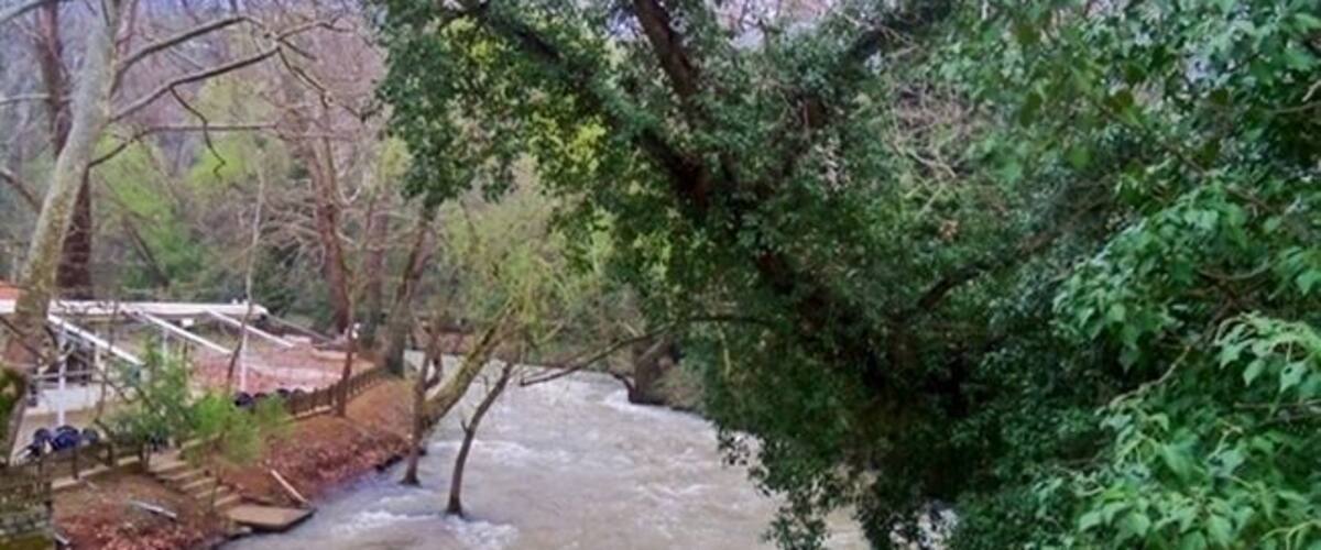 A turbulent river flowing through a forested area with a bridge in the background.