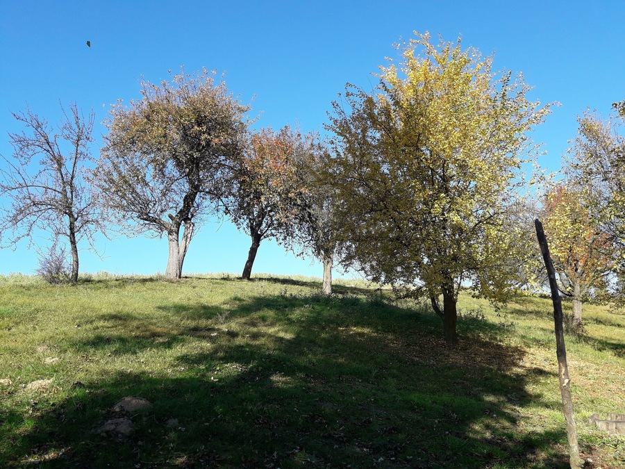 Countryside in Poland. It's my childhood memory #orchard #LifeAtExpedia In the middle of nowhere...