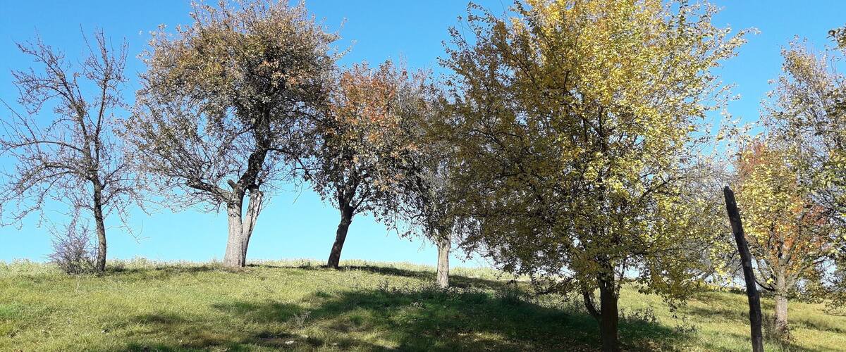 A grassy hill with several trees, some with yellow leaves, under a clear blue sky.