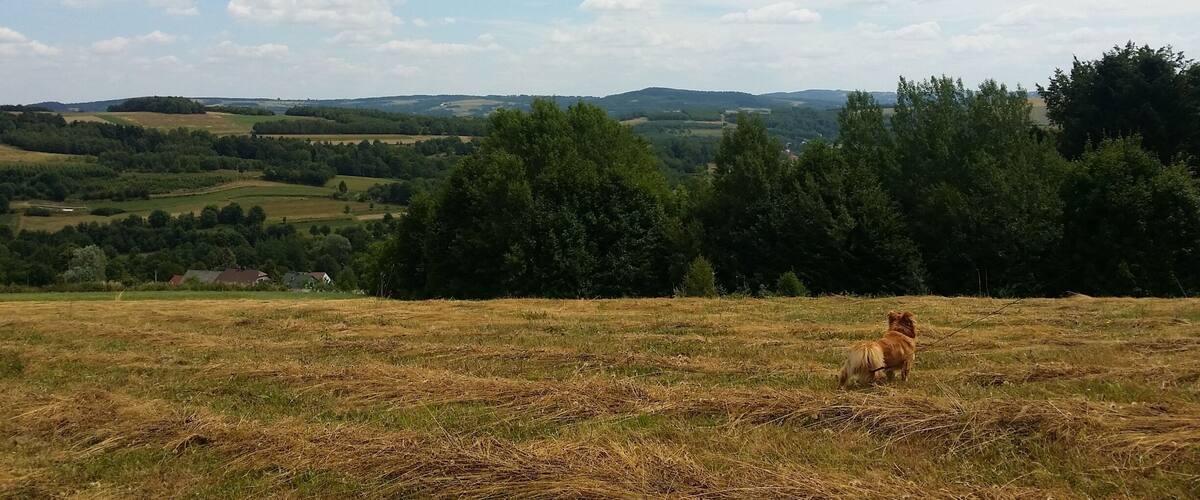 A rural landscape with rolling hills, a solitary cow, and a distant village.