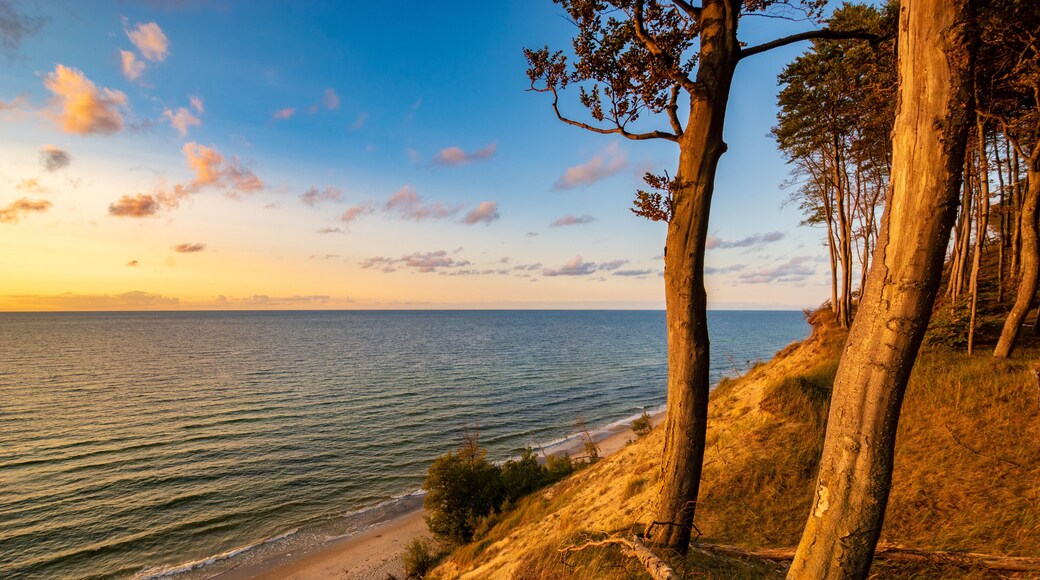 beech forest on the cliffs in Wolinski National Park in the light of the setting sunn the light of the setting sun