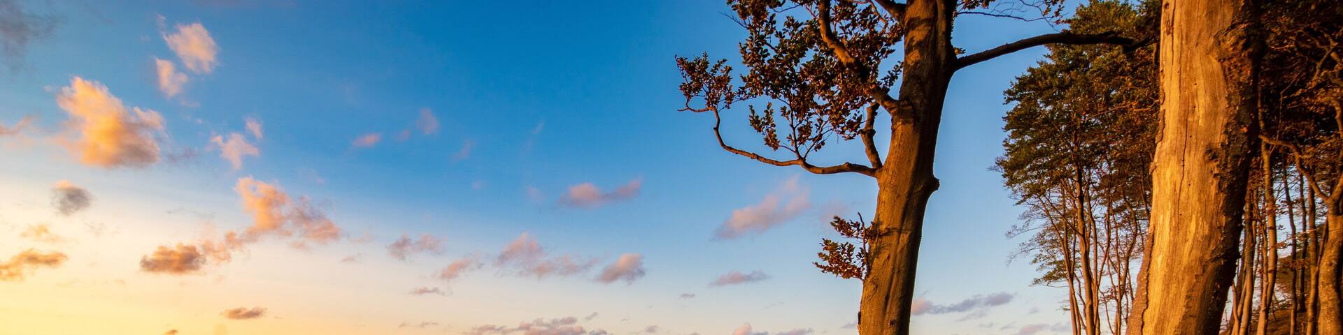 beech forest on the cliffs in Wolinski National Park in the light of the setting sunn the light of the setting sun