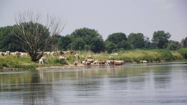 A herd of cattle by a river, surrounded by trees and grassy areas.