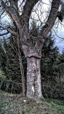 Magic tree?