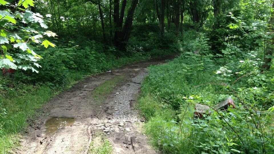 A muddy forest trail surrounded by dense green foliage and trees.