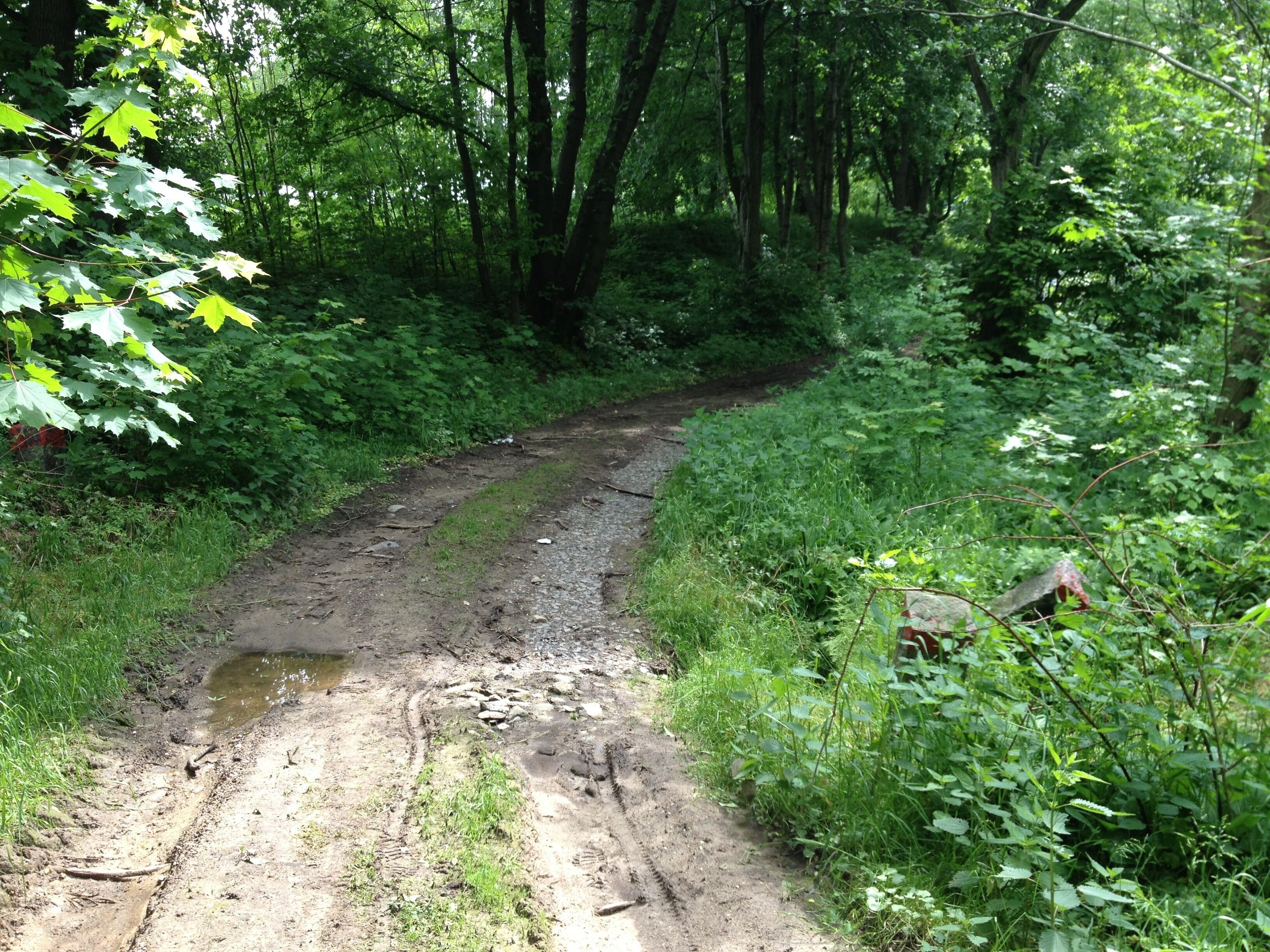 A muddy forest trail surrounded by dense green foliage and trees.