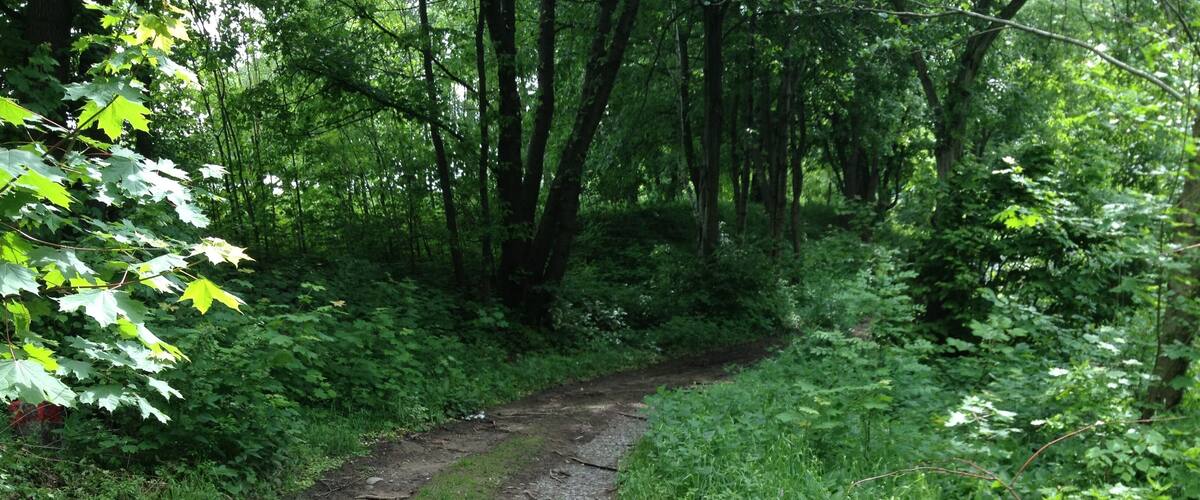 A muddy forest trail surrounded by dense green foliage and trees.