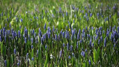 Pontederia
Plant, blooming everywhere in Lake Hatchineha Florida.