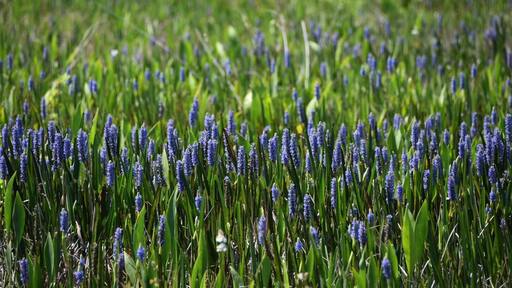 Pontederia
Plant, blooming everywhere in Lake Hatchineha Florida.