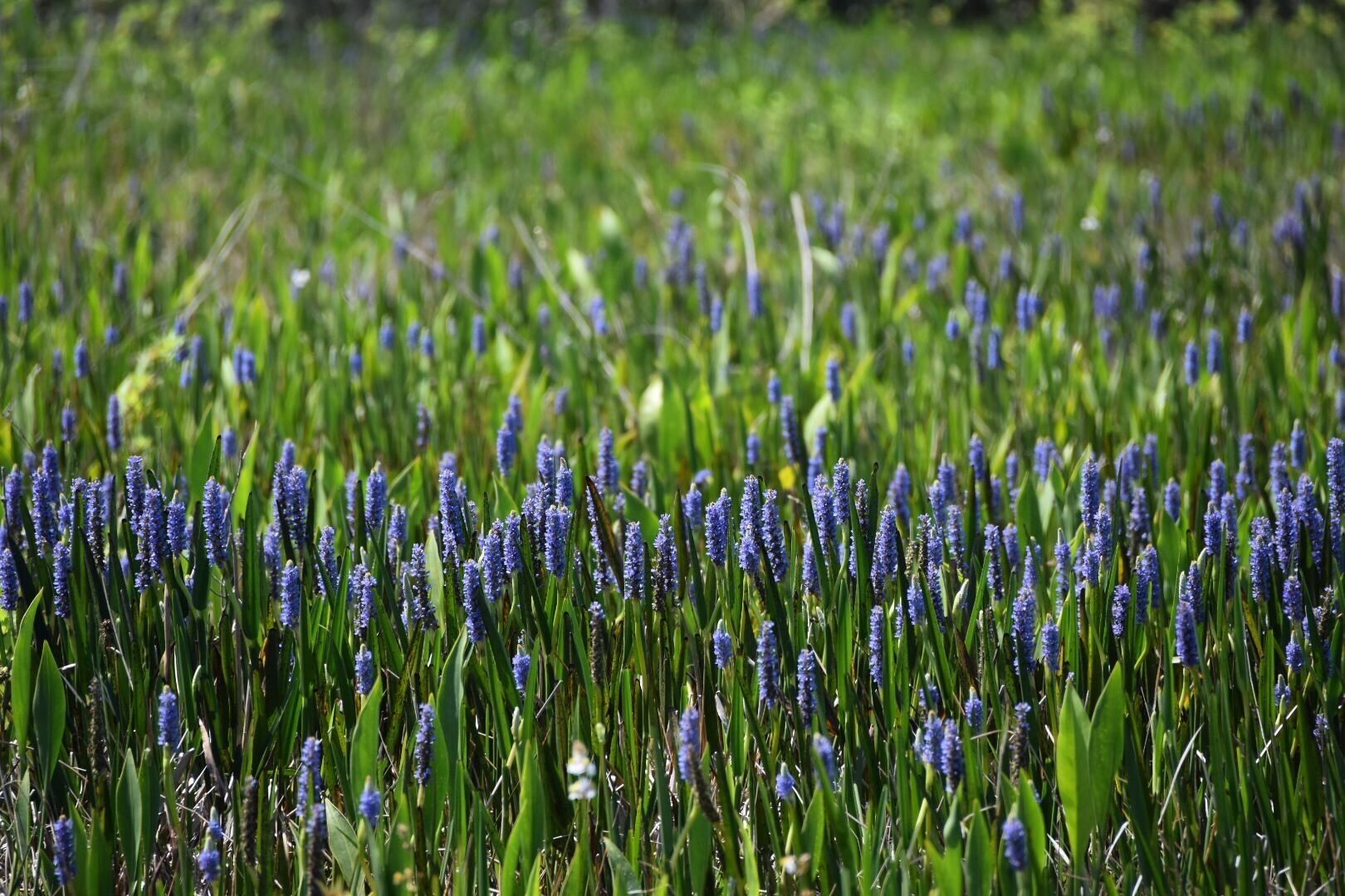A field of blue flowers with green foliage.