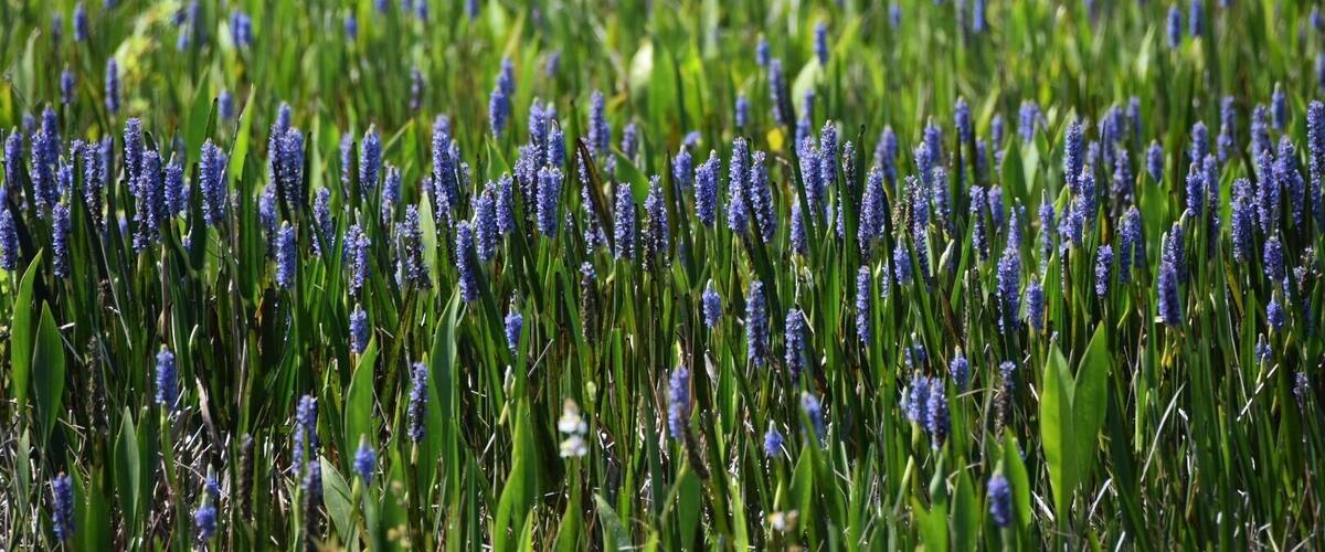 A field of blue flowers with green foliage.