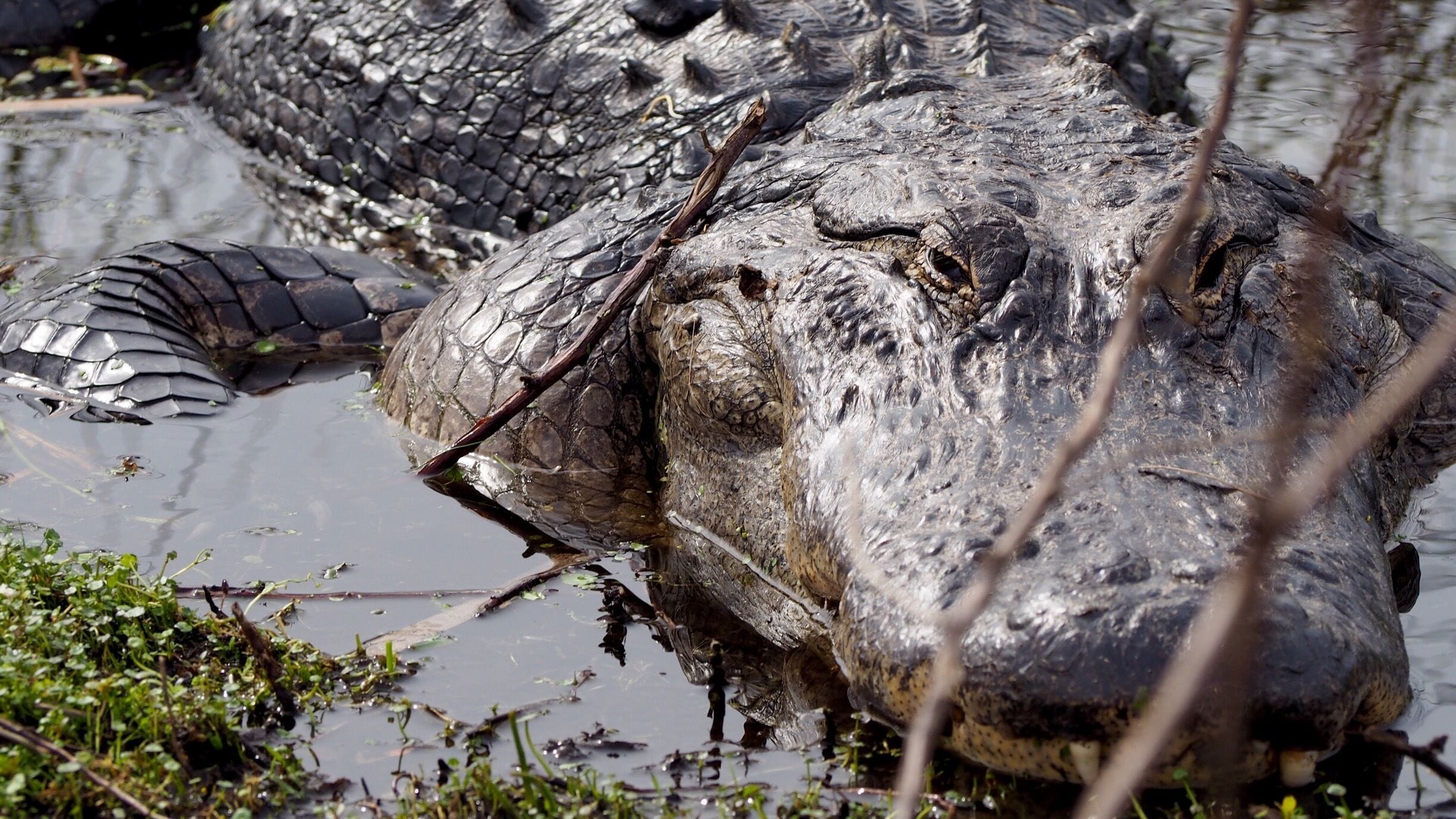The theme parks in Orlando have their own version of wildlife. But, occasionally an airboat ride (in this case, Swamp Buggy in St. Cloud, FL) produces some great wildlife sightings. I've named him, "The Last Samurai" because of the awesome armor he's wearing. #Bestof5