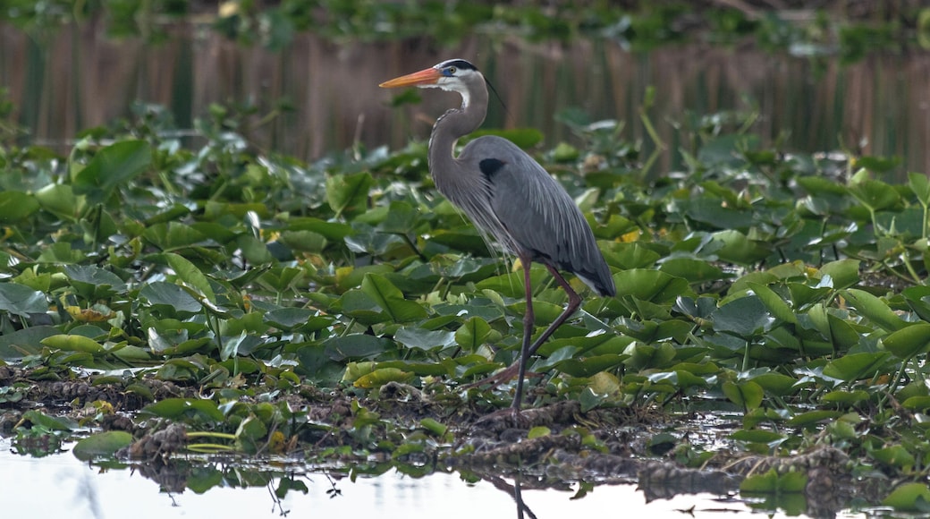 Herring posing for its pic. :-) Took an airboat ride on to Lake Tohopekaliga . . . highly recommend doing so if you're in the Orlando area. Beautiful wildlife to see.