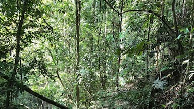 Seriously close to Kuala Lumpur CBD is an escape from the city. It’s a secret among the locals that hike up this hill on weekends. You’ll be transported into deep jungle atmosphere complete with jungle sounds and running water that leads to a stunning waterfall. Hike can be challenging if you are not fit. Takes around 2 hours to reach the top. Don’t rush, take your time and enjoy the jungle.