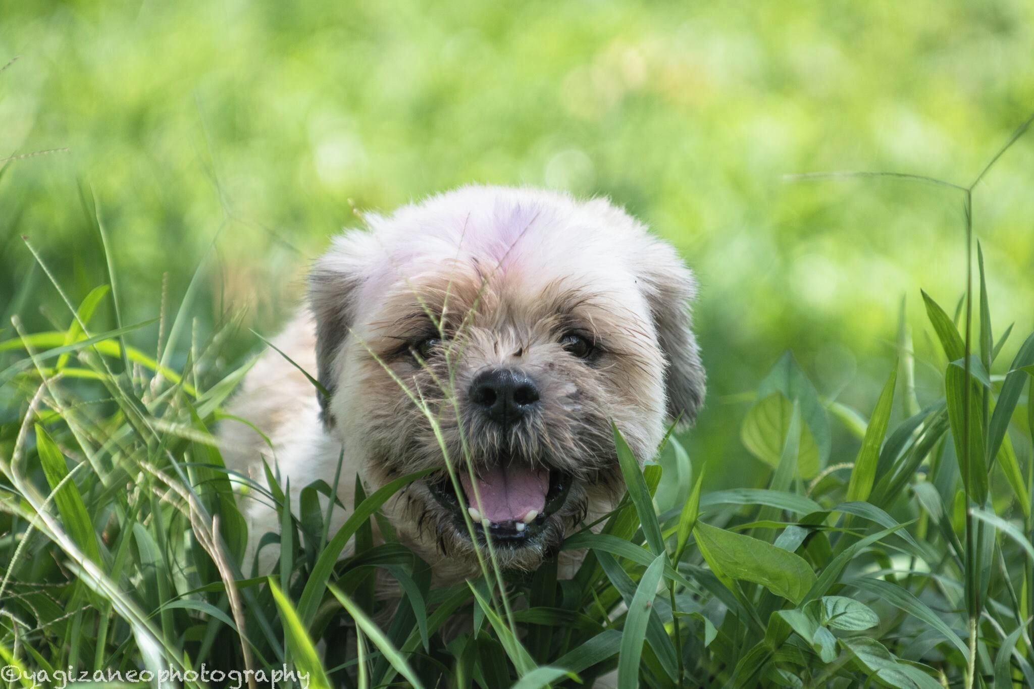 This is a special place. A place where the abandoned animals live happily. This little Shihtzu was abandoned but his expression made me feel touched about the care and concern given to these animals by the volunteers. A must-visit place to go to when you are in Johor, Malaysia. http://noahsarkcares.blogspot.sg/
#nanas #johor #malaysia #animal #shihtzu