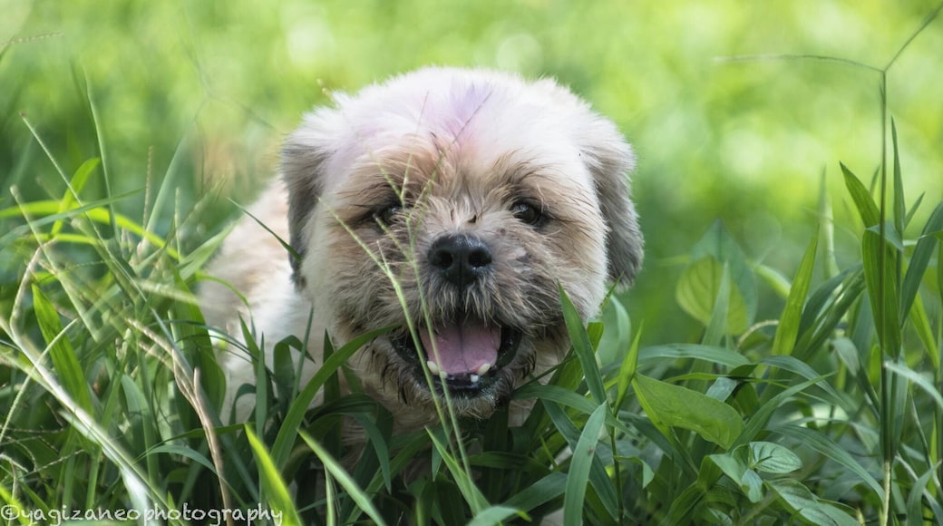 This is a special place. A place where the abandoned animals live happily. This little Shihtzu was abandoned but his expression made me feel touched about the care and concern given to these animals by the volunteers. A must-visit place to go to when you are in Johor, Malaysia. http://noahsarkcares.blogspot.sg/
#nanas #johor #malaysia #animal #shihtzu