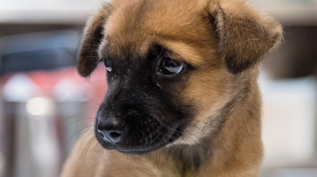 She was injured by a group of kids who tied wire around her leg, causing dislocation. Rescued by the team at the animal sanctuary, they took care of her, hoping she will recover well and grow up happily. Her name is Ariel.
#nanas #puppy #johor #malaysia