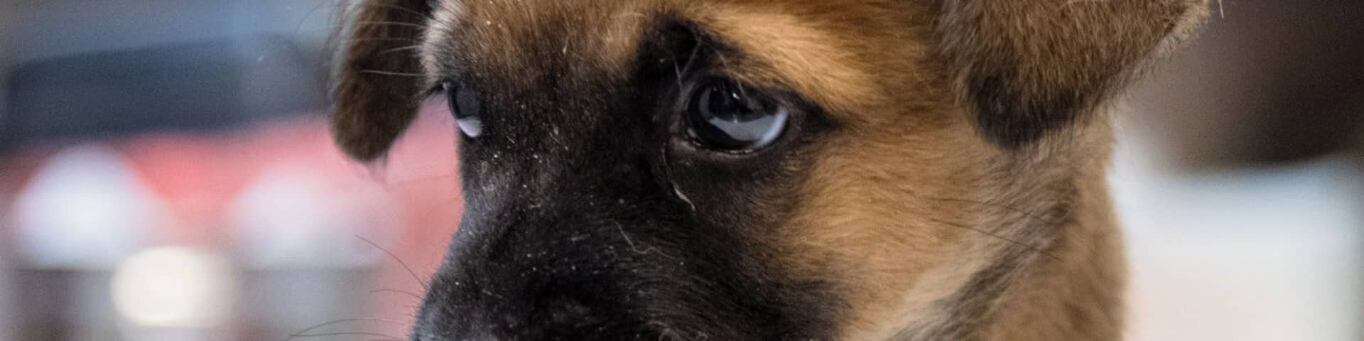 She was injured by a group of kids who tied wire around her leg, causing dislocation. Rescued by the team at the animal sanctuary, they took care of her, hoping she will recover well and grow up happily. Her name is Ariel.
#nanas #puppy #johor #malaysia