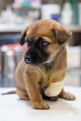 She was injured by a group of kids who tied wire around her leg, causing dislocation. Rescued by the team at the animal sanctuary, they took care of her, hoping she will recover well and grow up happily. Her name is Ariel.
#nanas #puppy #johor #malaysia