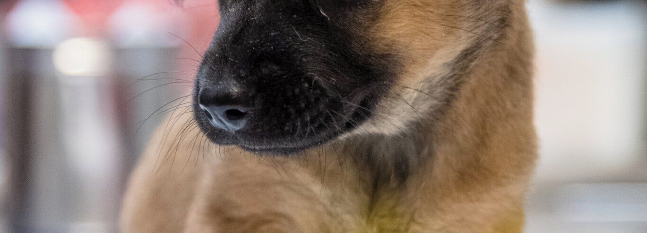 She was injured by a group of kids who tied wire around her leg, causing dislocation. Rescued by the team at the animal sanctuary, they took care of her, hoping she will recover well and grow up happily. Her name is Ariel.
#nanas #puppy #johor #malaysia