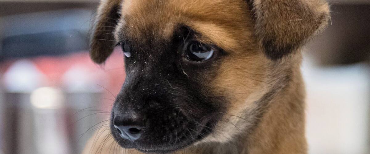 A puppy sitting on a white surface with a blurred background.