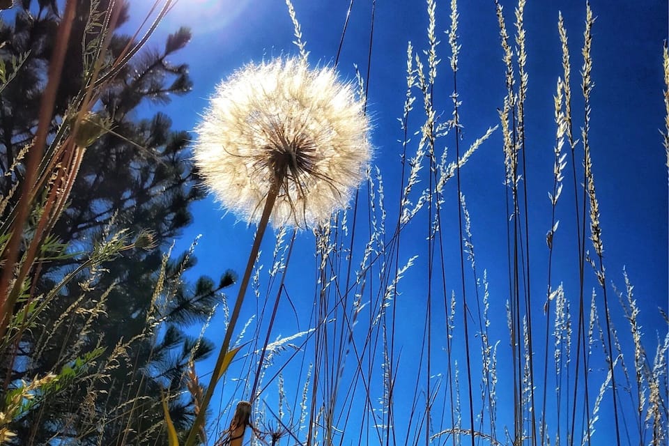 Un diente de león con un capullo blanco y mullido y delgados tallos frente a un cielo azul despejado.