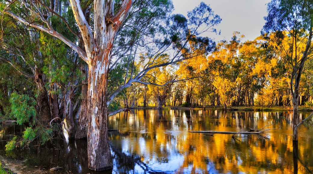 Murrumbidgee river up stream