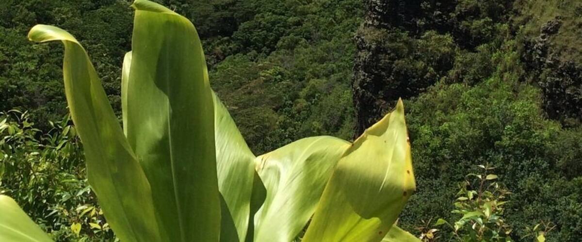 Opaekaa Falls, Kauai