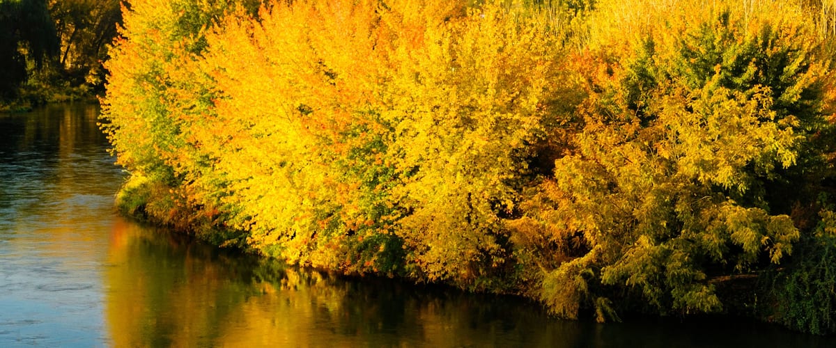 USA, Washington State, Benton City. Autumn color lights the trees along the Yakima River near the Red Mountain wine region.