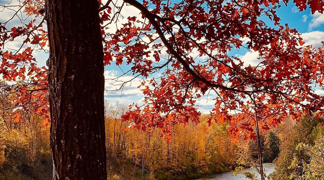 Manistee River Trail campsite 1B