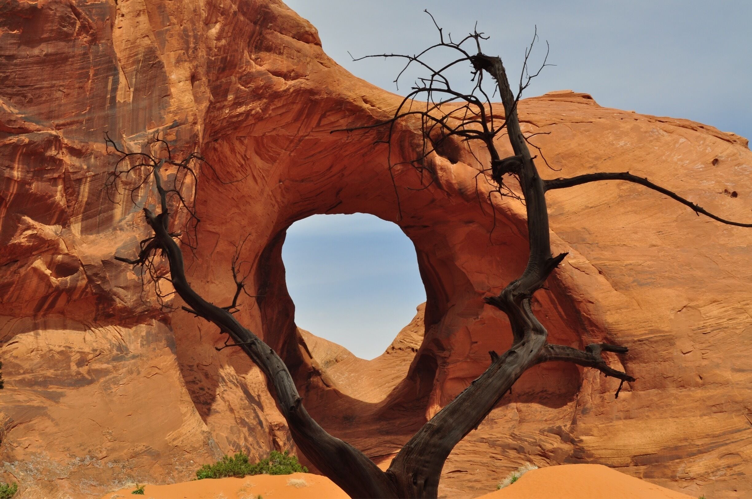 Tree of Life in the middle of the valley #treetrove 